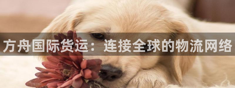 k豆钱包下载链接：方舟国际货运：连接全球的物流网络