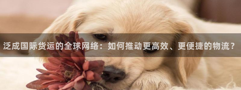 k豆钱包苹果版下载：泛成国际货运的全球网络：如何推动更高