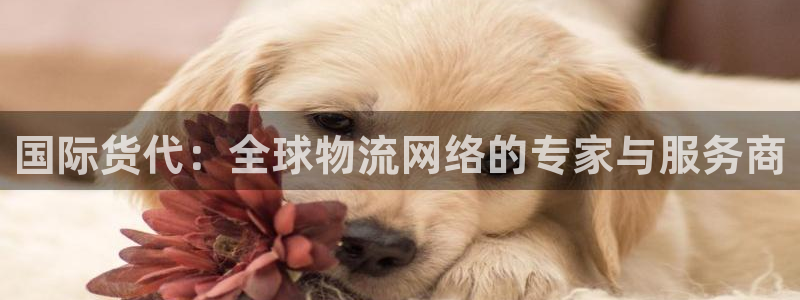 k豆钱包安装包：国际货代：全球物流网络的专家与服务商